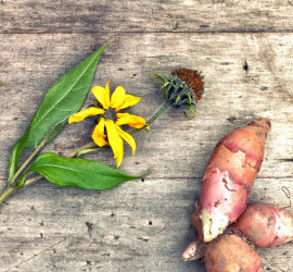 PREBIOTICI: cosa sono e a cosa servono?
